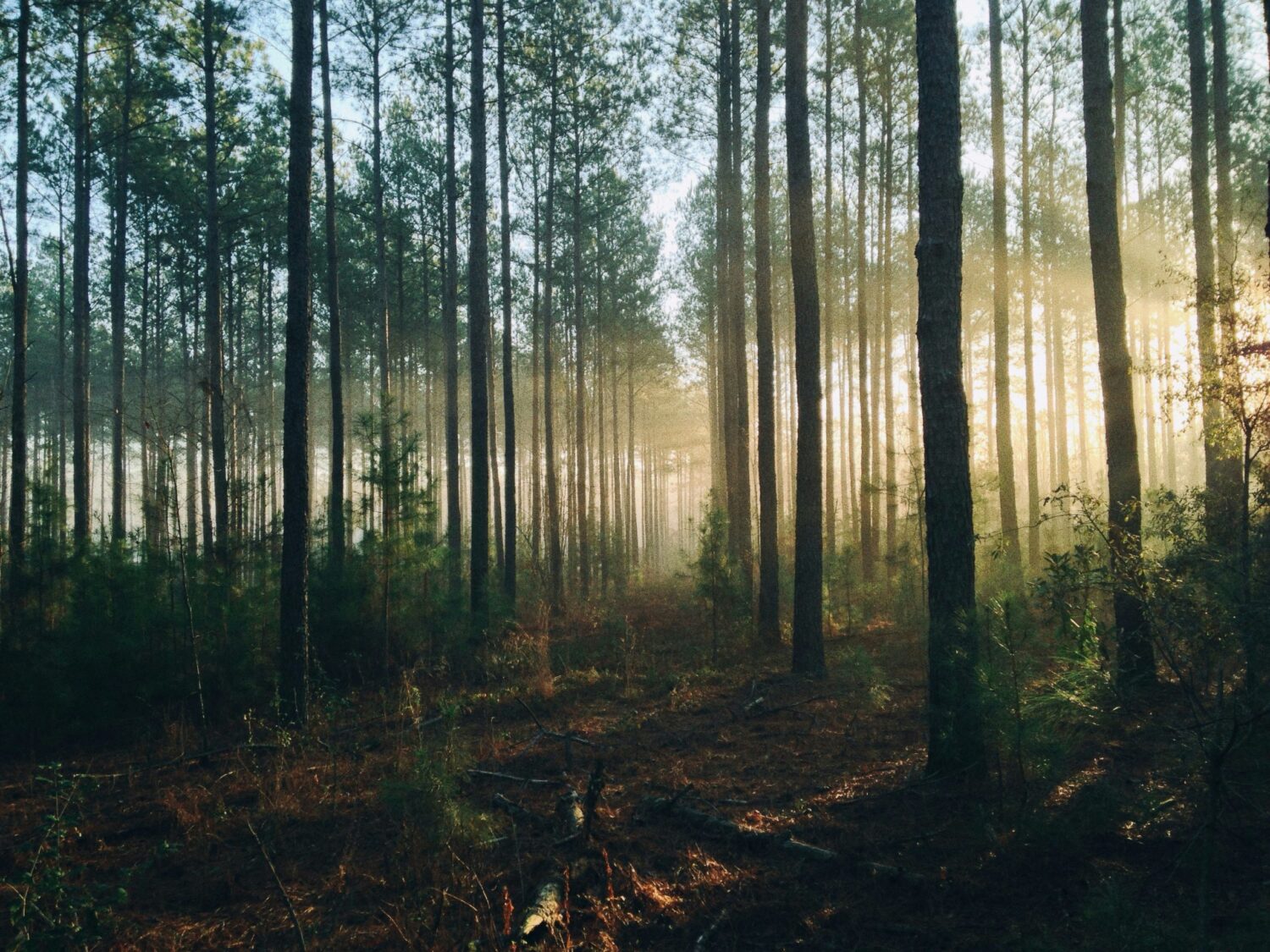 The ‘Great’ Part of The Great Outdoors!  - The Ministry of Outdoor Education