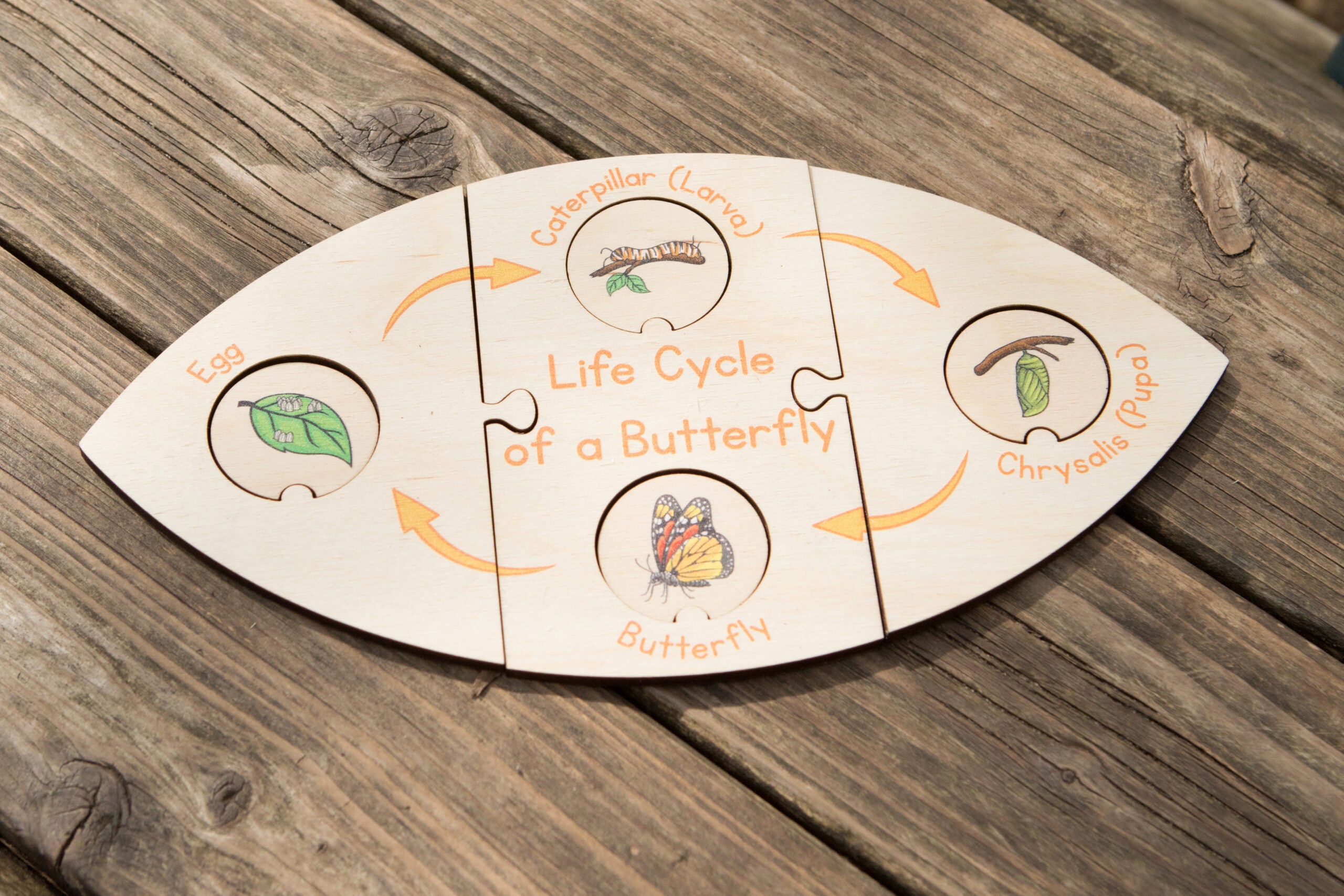 Life Cycle Puzzle - Butterfly - The Ministry of Outdoor Education