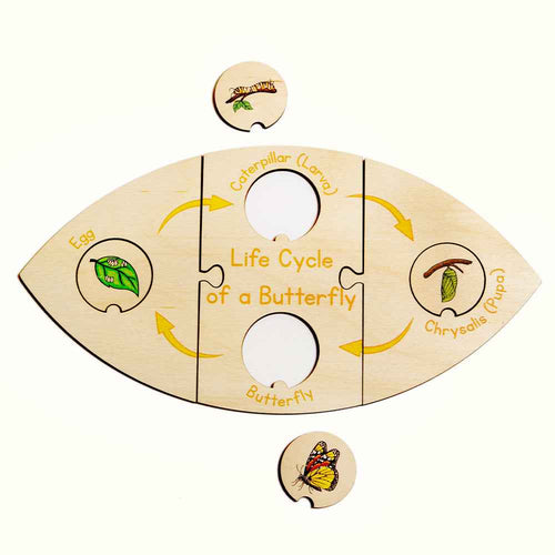 Life Cycle Puzzle - Butterfly