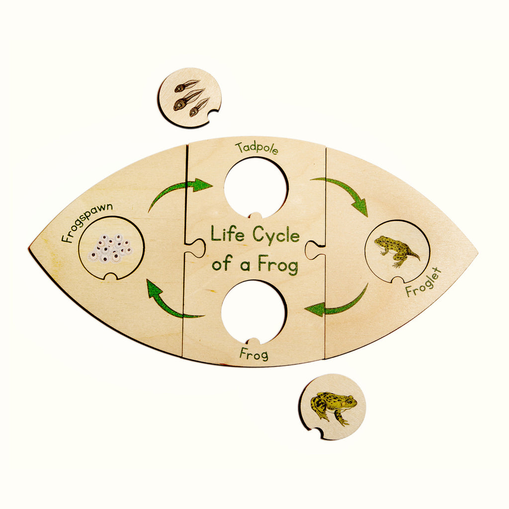 Life Cycle Puzzle - Frog  - The Ministry of Outdoor Education