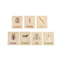 Flash Cards - Bugs & Insects (14 images)